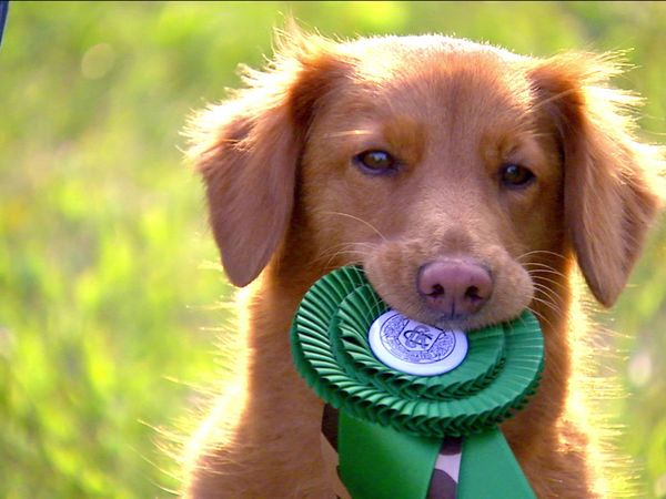 Breeder of the Pack - Nova Scotia Duck Tollers