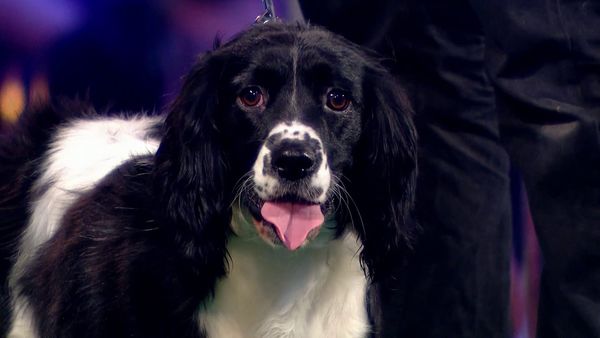 Superstar Dogs - Episode 1