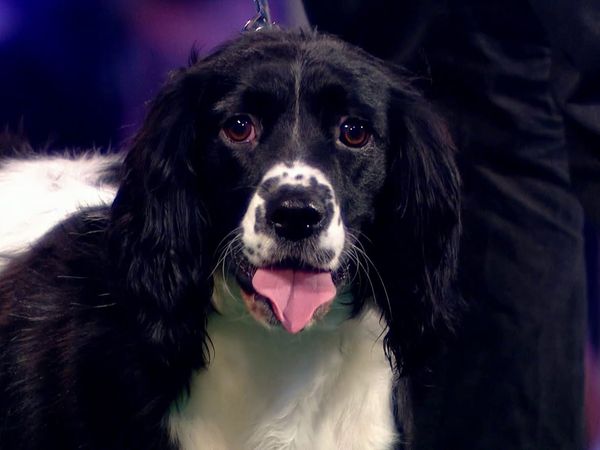 Superstar Dogs - Episode 1