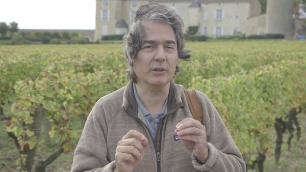 Wineman - Rhiengau vs Sauternes