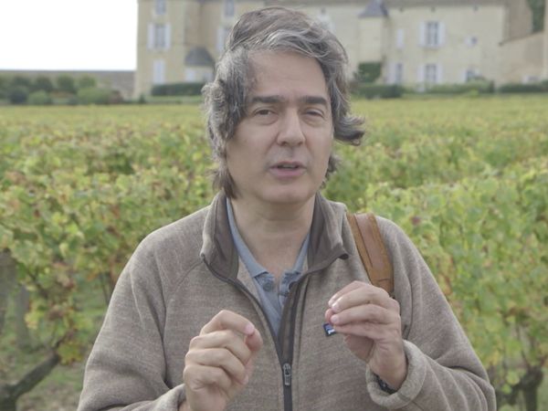 Wineman - Rhiengau vs Sauternes