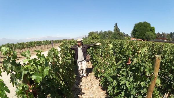 Wineman - Chile 3