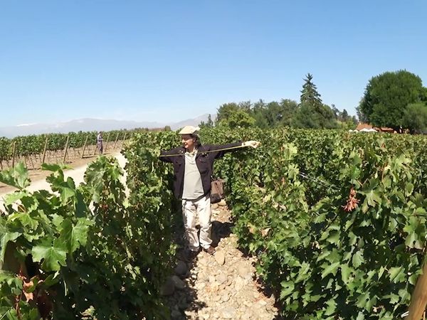Wineman - Chile 3