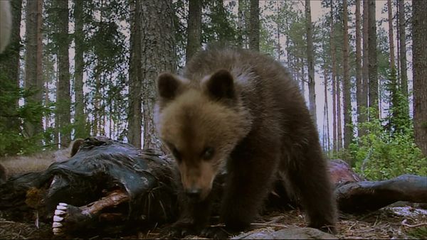 Band of Bears - In the Forests of Scandinavia - Band of Bears - In the Forests of Scandinavia: Part 2