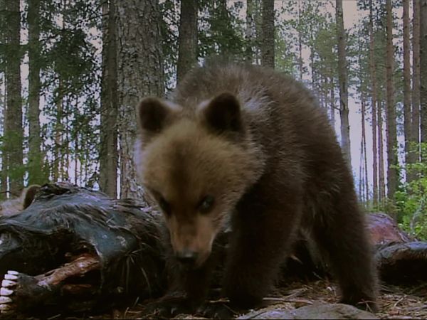 Band of Bears - In the Forests of Scandinavia - Band of Bears - In the Forests of Scandinavia: Part 2