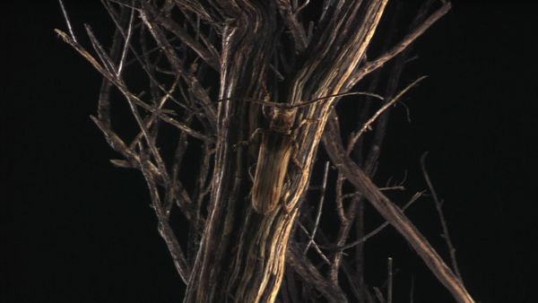 Unusual World - A Look Stalks You