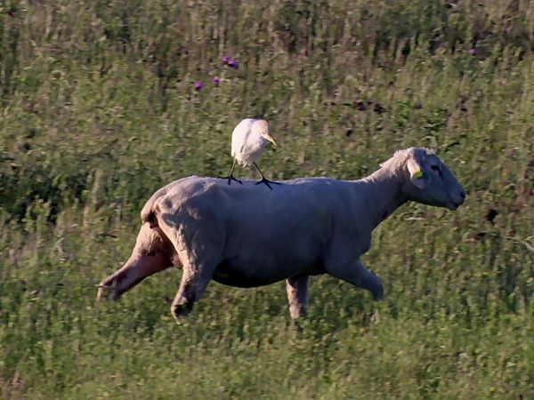 Wild & Wide Awake - From the Mediterranean to the Alps