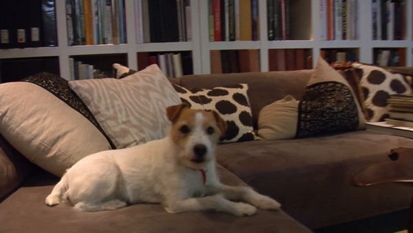O Encantador de Cães - Linguagem dos cães