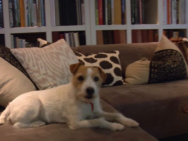 O Encantador de Cães - Linguagem dos cães