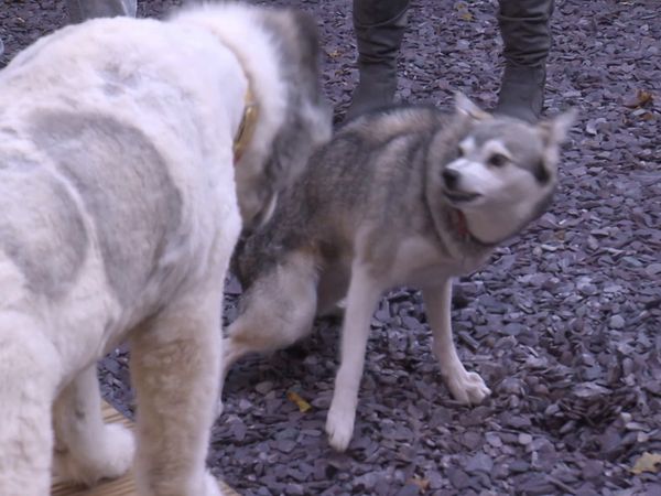 O Encantador de Cães - A batalha da Grã-Bretanha