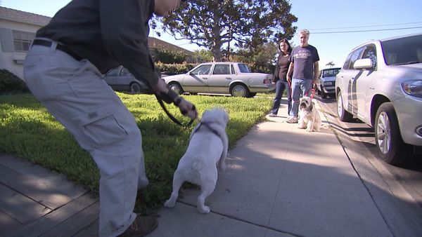 O Encantador de Cães - Bull-Whipped