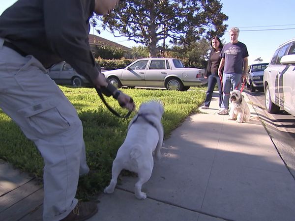 O Encantador de Cães - Bull-Whipped