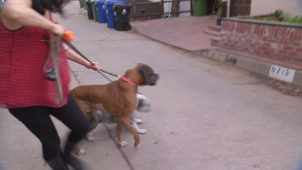 O Encantador de Cães - Cães maus da comédia
