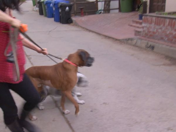 O Encantador de Cães - Cães maus da comédia