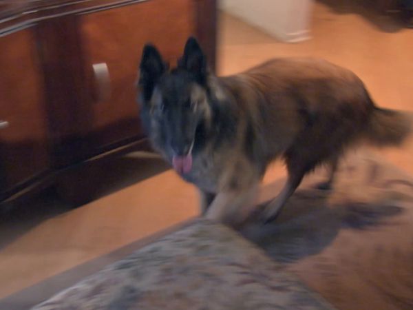 O Encantador de Cães - Cães do inferno