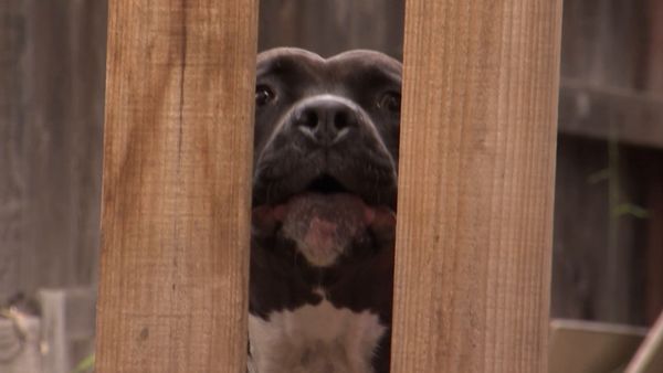 O Encantador de Cães - Perseguido pelo Medo