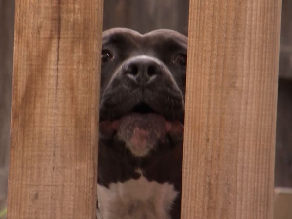 O Encantador de Cães - Perseguido pelo Medo