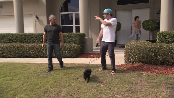 O Encantador de Cães - Cães daytona
