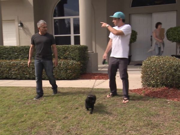O Encantador de Cães - Cães daytona