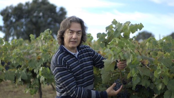Wineman - Castilla-La Mancha