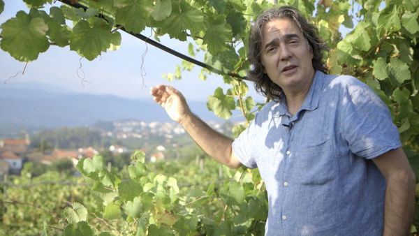 Wineman - Vinho verde