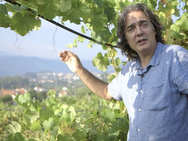 Wineman - Vinho verde