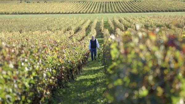 Wineman - Burdeos margen derecho