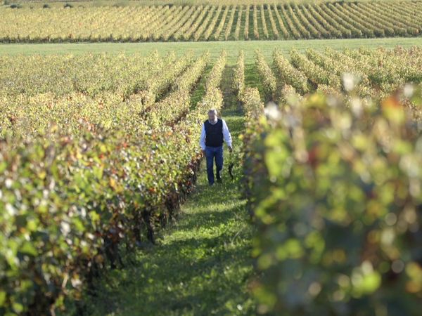 Wineman - Burdeos margen derecho