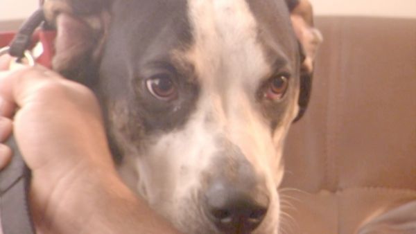 O Encantador de Cães - Ísis e Tina, Nugget e os cães Katrina