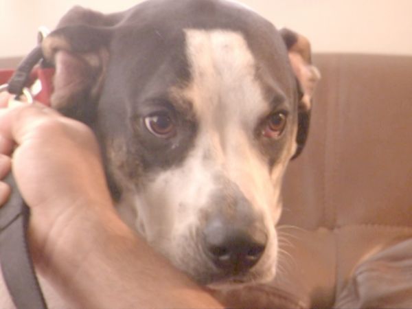 O Encantador de Cães - Ísis e Tina, Nugget e os cães Katrina