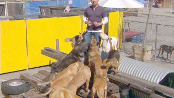 O Encantador de Cães - Poder do Pacote