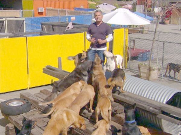 O Encantador de Cães - Poder do Pacote