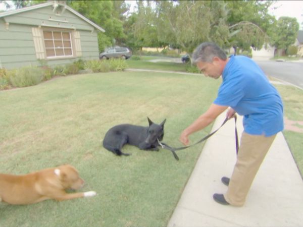 O Encantador de Cães - Spike, Jake & Nugget e Wendel