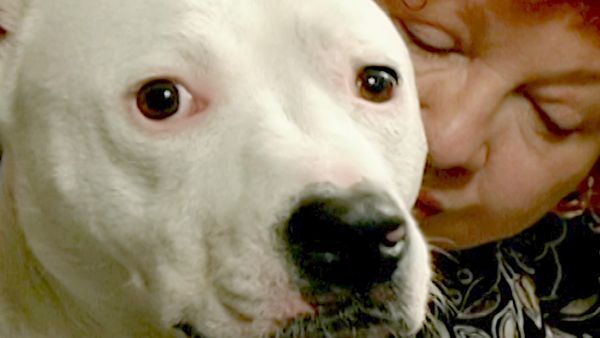 O Encantador de Cães - Caper & Julius