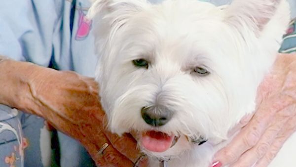 O Encantador de Cães - Percy e Justice