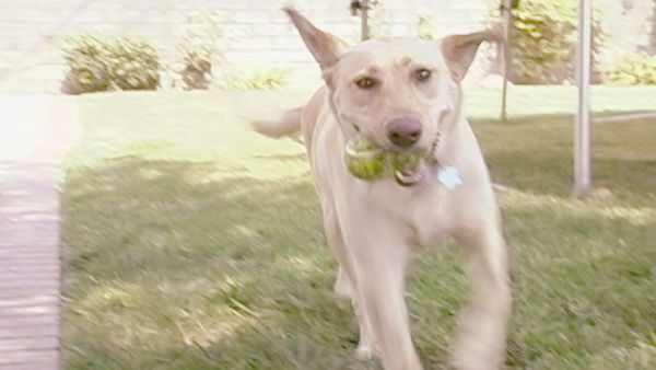 O Encantador de Cães - Sophie e Daisy