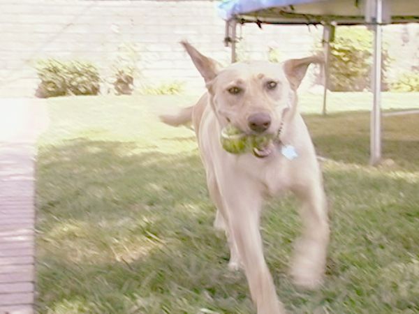 O Encantador de Cães - Sophie e Daisy