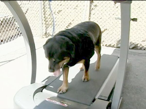 O Encantador de Cães - Nicki