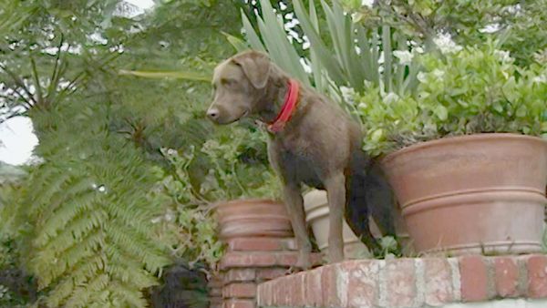 O Encantador de Cães - Josh & Boomer