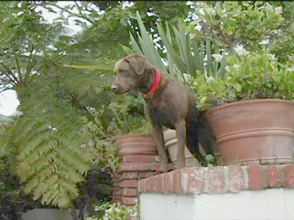 O Encantador de Cães - Josh & Boomer
