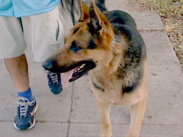 O Encantador de Cães - Goldie e Pepsi