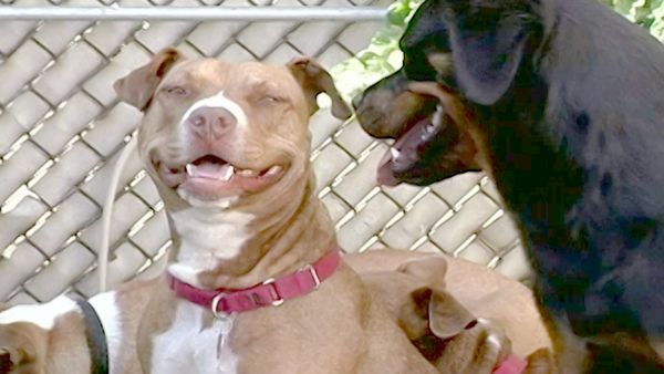 O Encantador de Cães - J & Alice