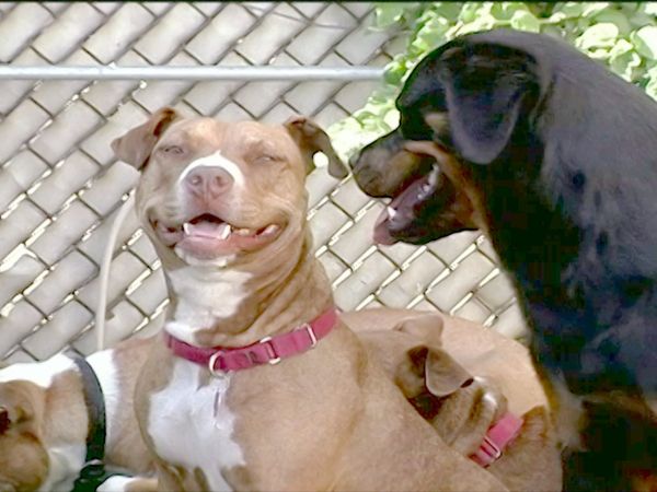 O Encantador de Cães - J & Alice