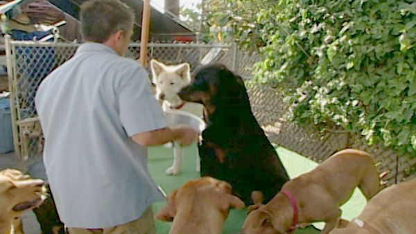 O Encantador de Cães - Lucy e Lizzie