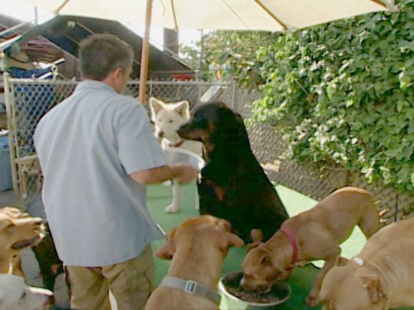 O Encantador de Cães - Lucy e Lizzie