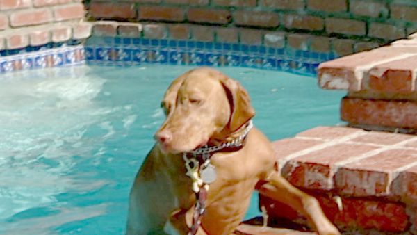 O Encantador de Cães - Rana &Ruby