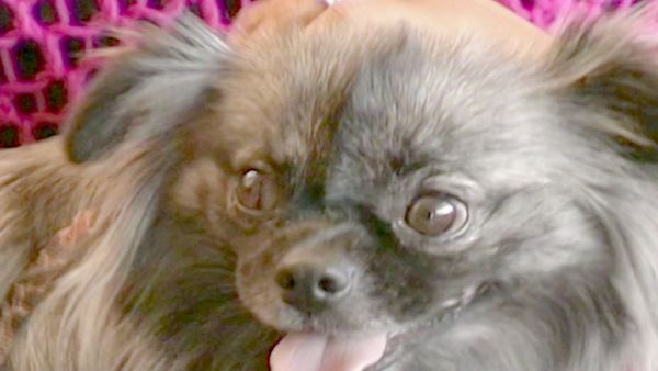 O Encantador de Cães - Ava & Gus