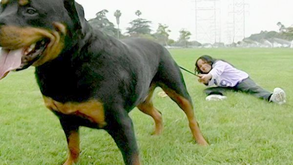 O Encantador de Cães - Jake & King