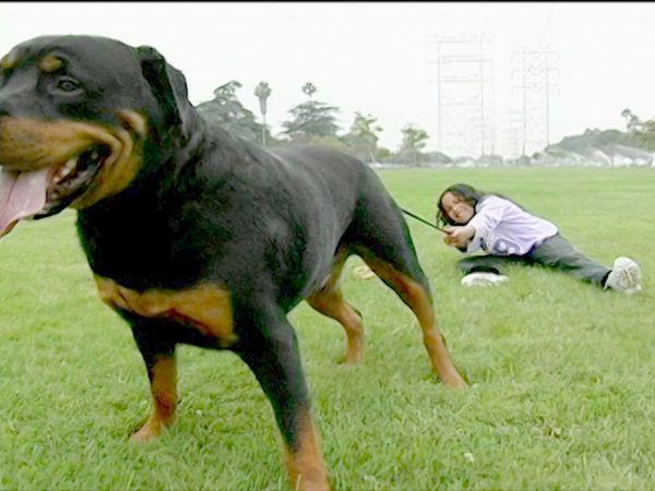 O Encantador de Cães - Jake & King