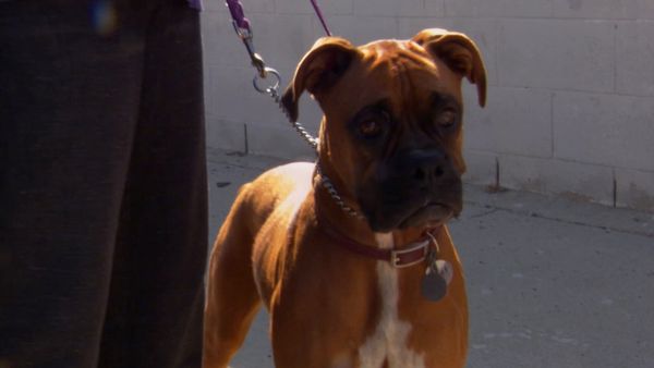 El Encantador de Perros - Jonbee, Hudson & Violet, y Buford